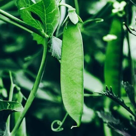 Alpha lipoic acid, the antioxidant compound included in InsuCalmX