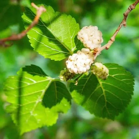 White mulberry leaf extract, a carbohydrate-absorption botanical in InsuCalmX